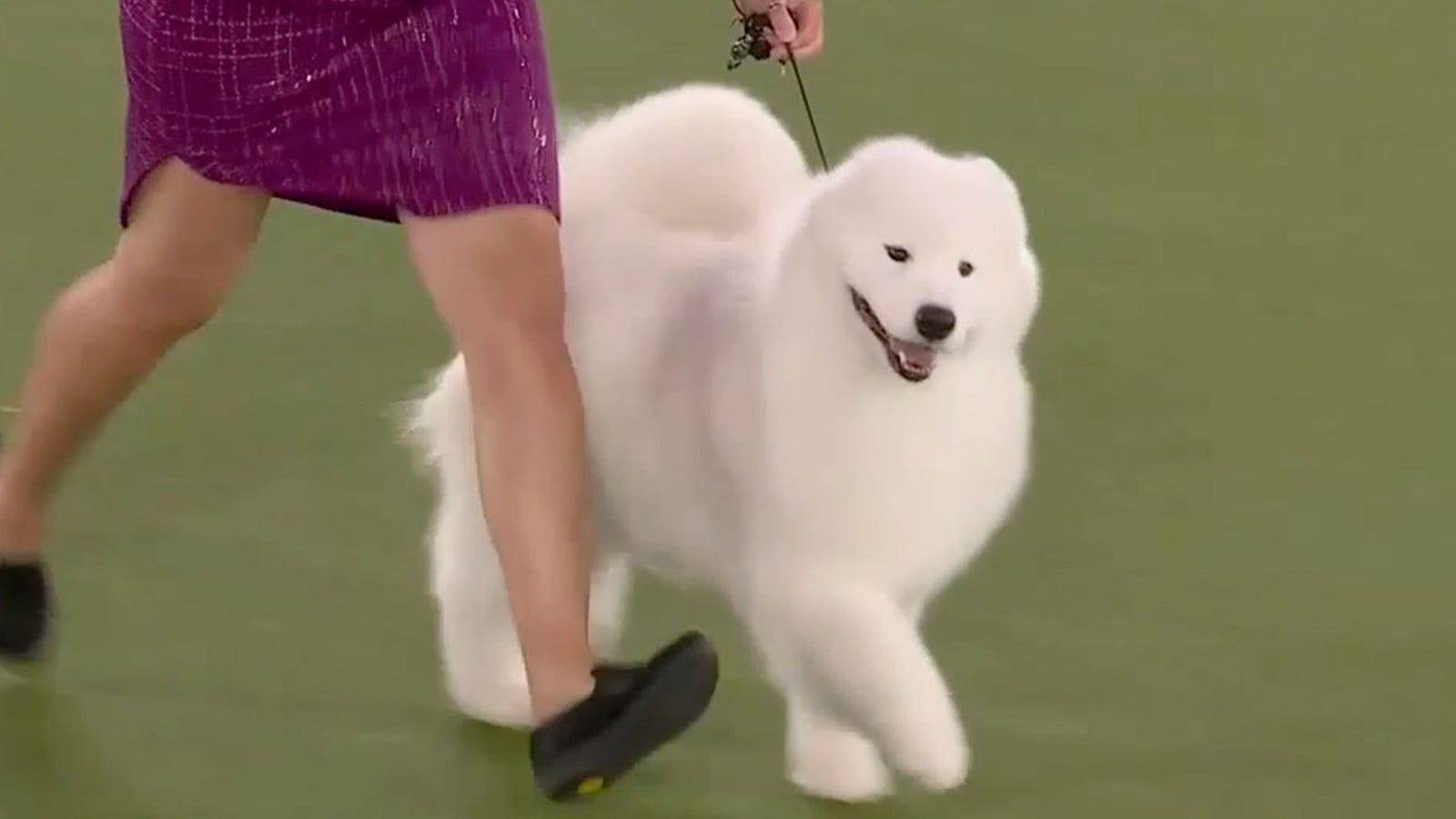 Striker the Samoyed wins the Working Group I Westminster Kennel Club