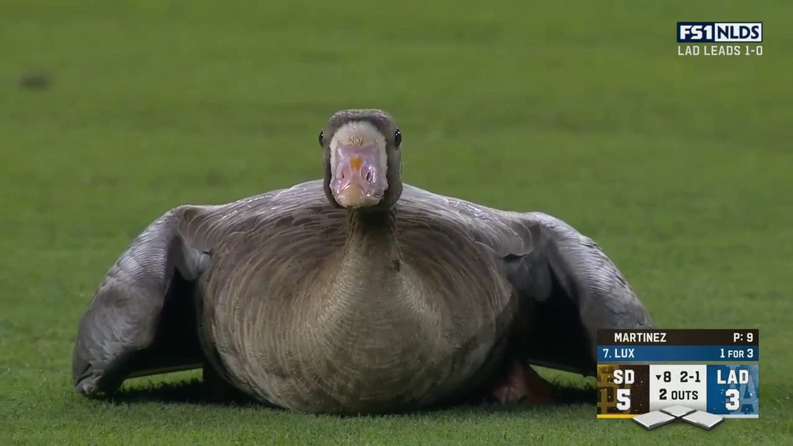 Goose on the loose at Dodger Stadium!