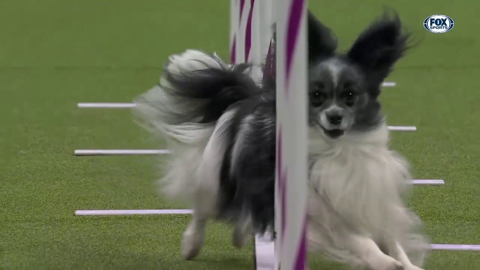 Purchase wins the 8" Class | 2023 WKC Masters Agility Championship