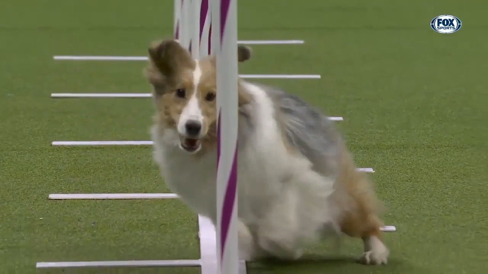 2023 Westminster Dog Show Agility championship, dock diving top