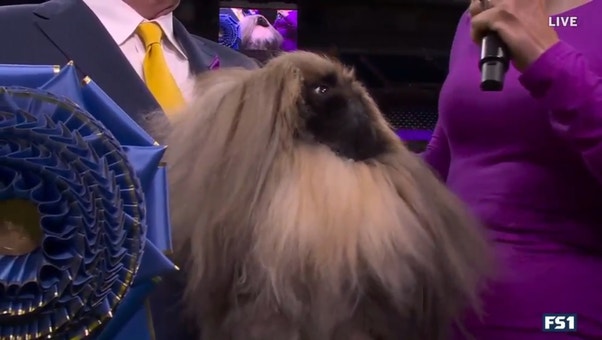 Rummie the Pekingnese wins the WKC Toy Group | Westminster Kennel Club
