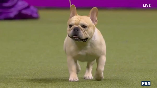 Winston the French Bulldog wins the WKC Non-Sporting Group | Westminster Kennel Club