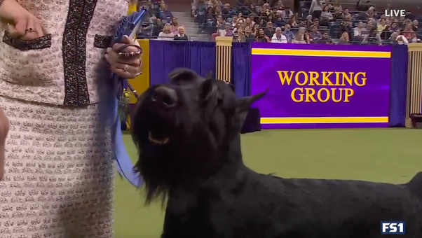 Monty the Giant Schnauzer wins the WKC Working Group | Westminster Kennel Club