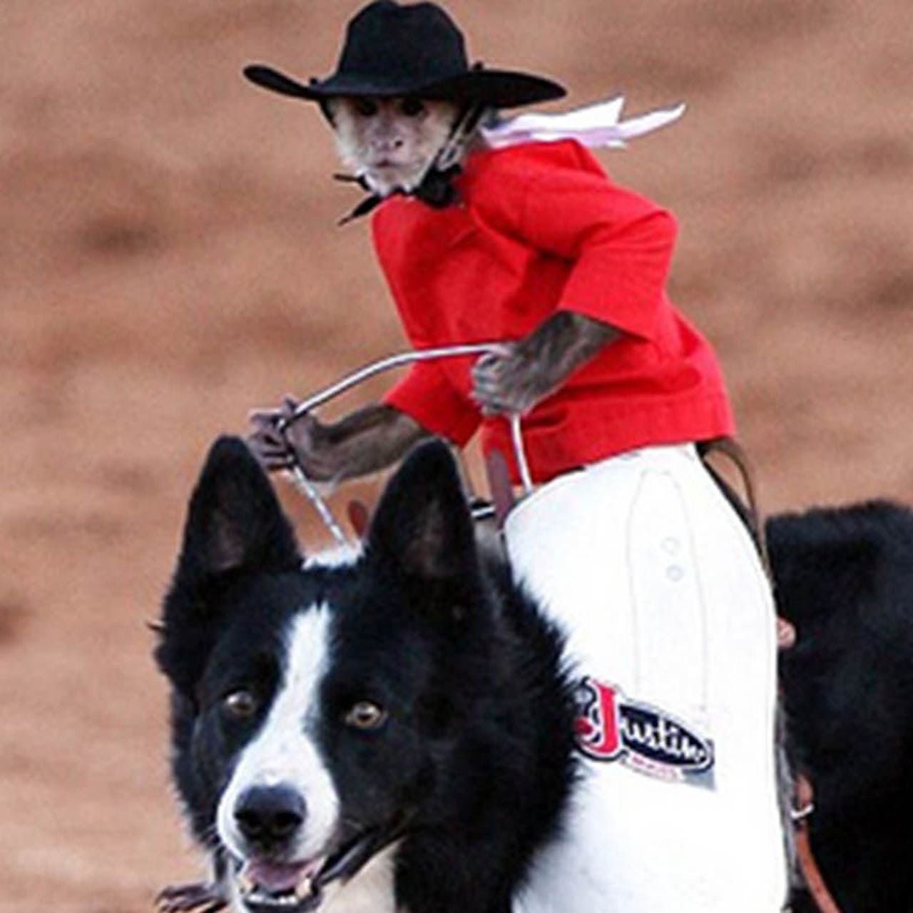 Bengals' halftime show features monkeys riding dogs | FOX Sports