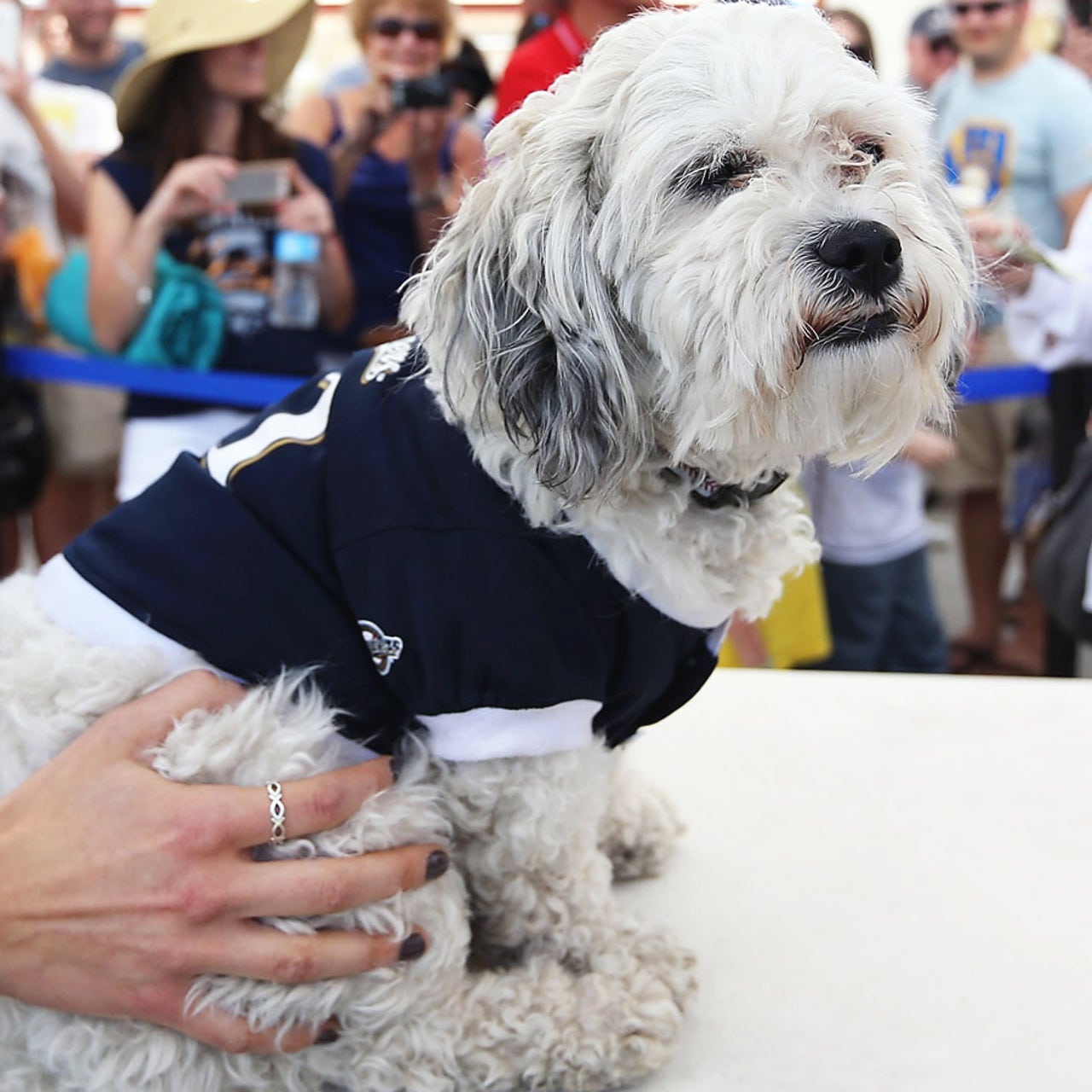 Brewers fans still can't get enough of Hank the Dog