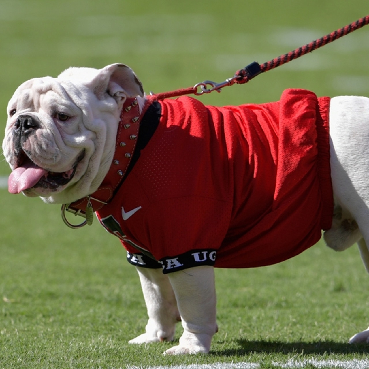 THE BIG PAPI ( Red Sox Dog Collar )