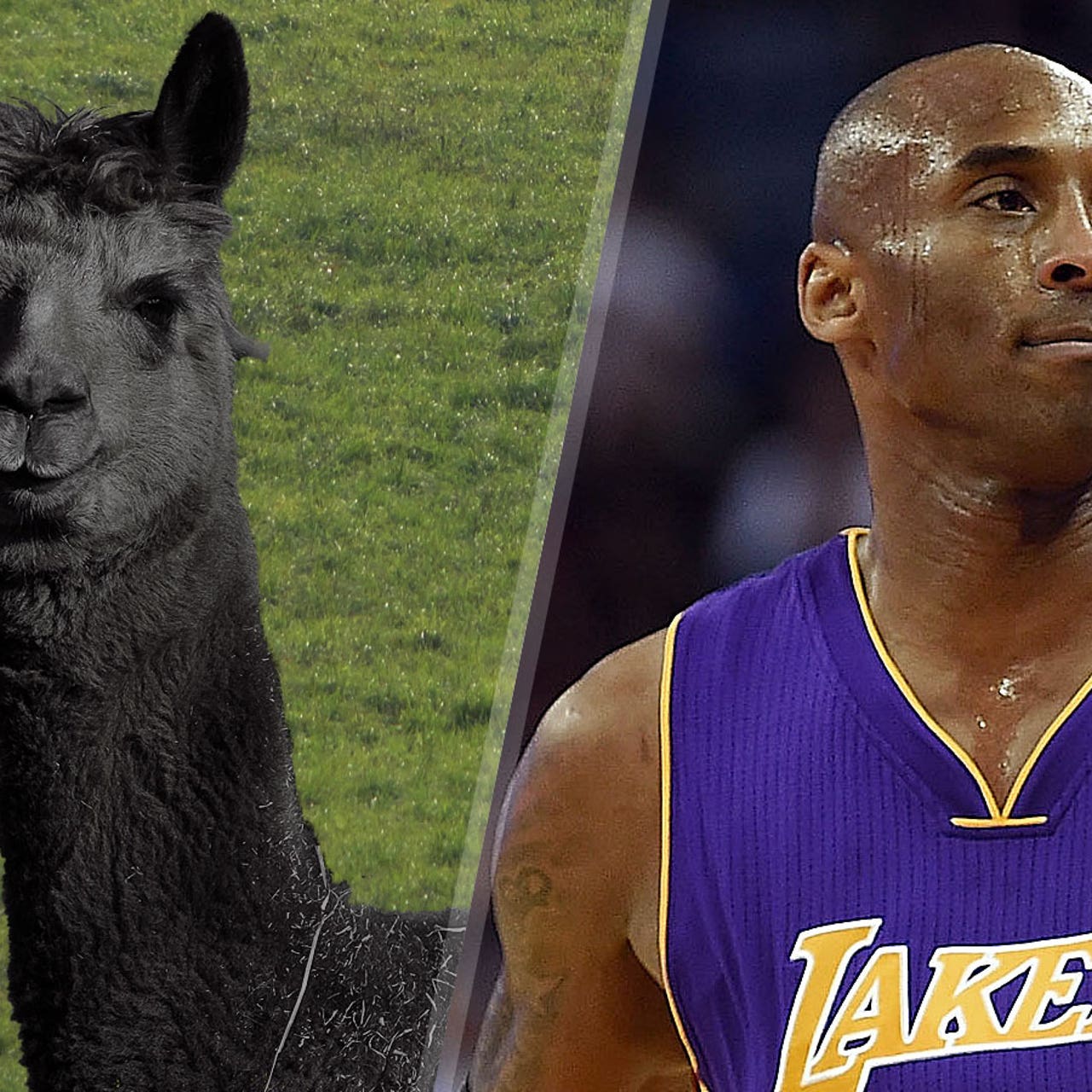 Tale Of The Tape Black Llama Vs Black Mamba Fox Sports