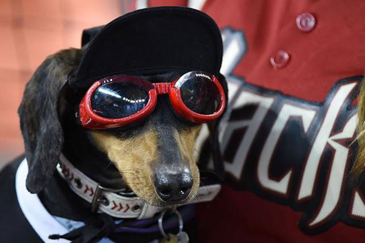 dog sunglasses petsmart