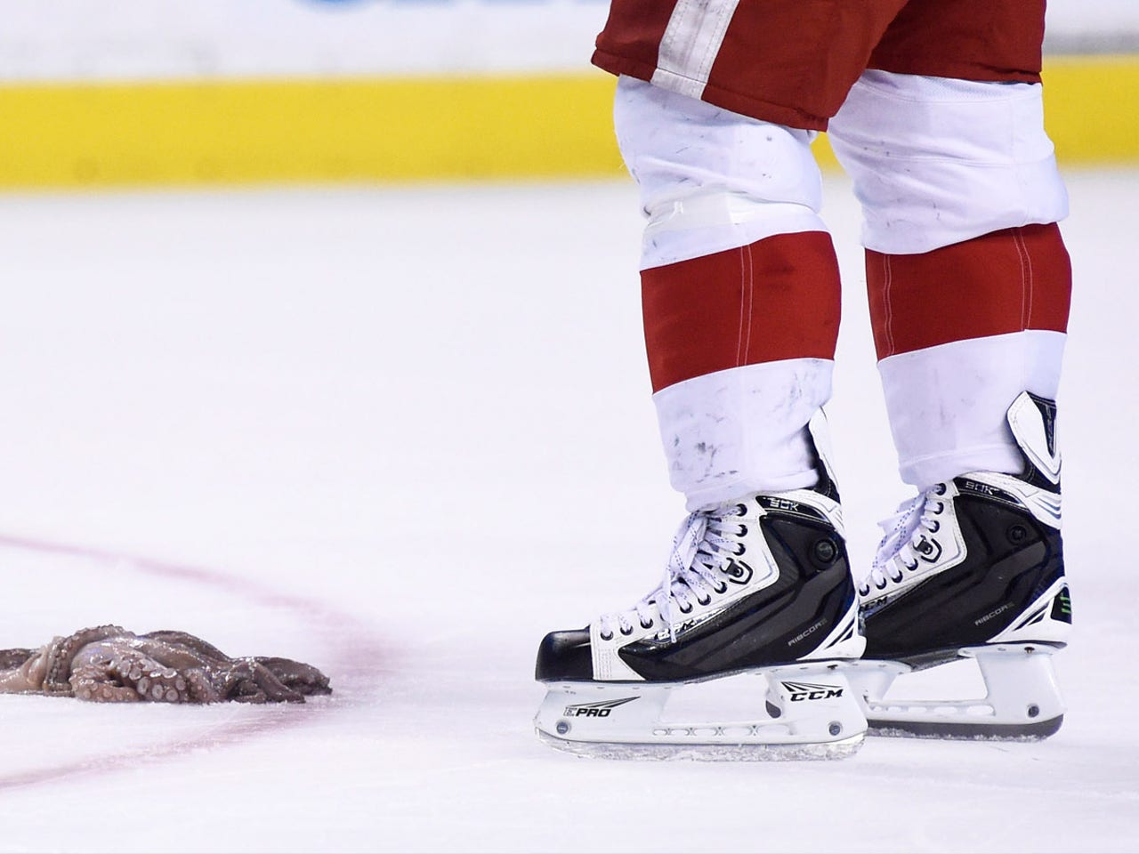 A Red Wings fan threw an octopus on the ice in Boston … with
