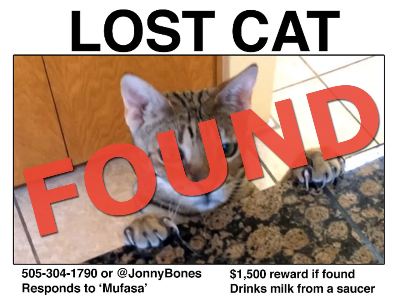 Update Ufc Champ Jon Jones Finds Missing Cat All Is Right With The World Fox Sports