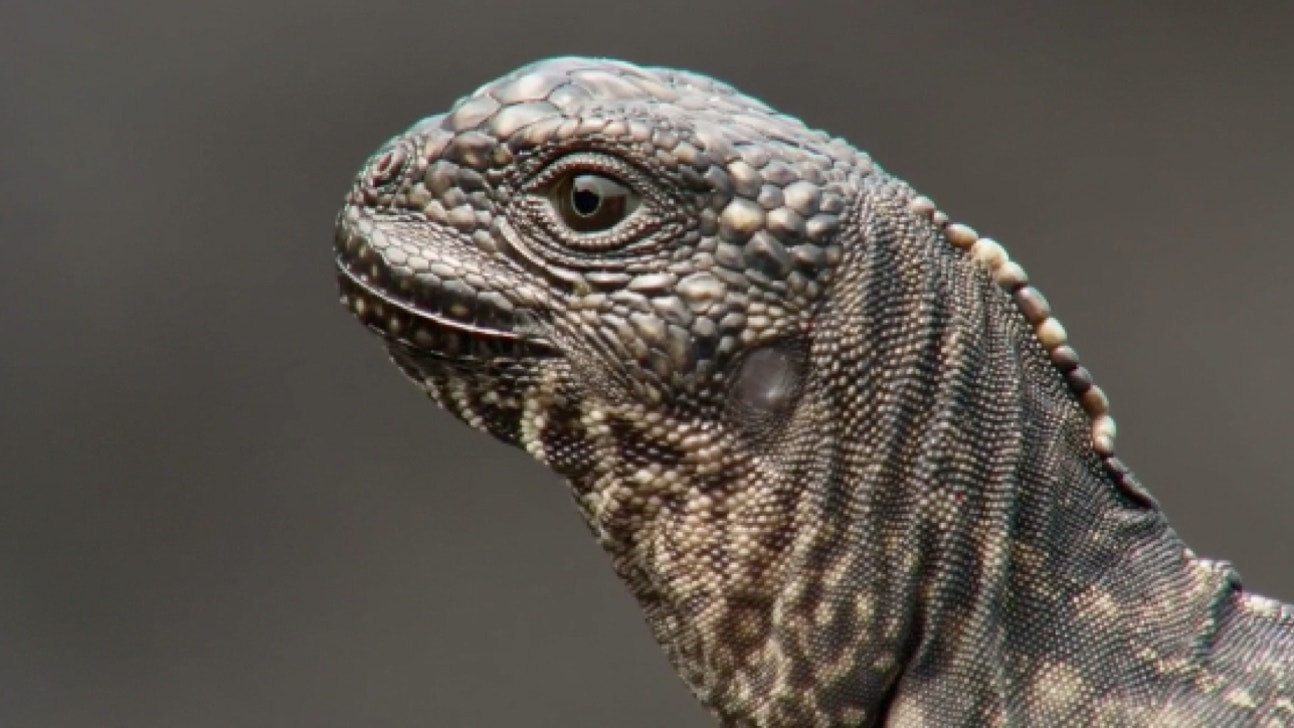 Someone mashed up the iguana chase video with Marshawn Lynch narration