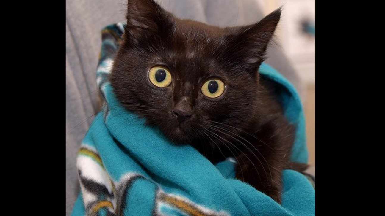 The San Jose Sharks' lucky black cat is now the star of a 24/7 live-cam