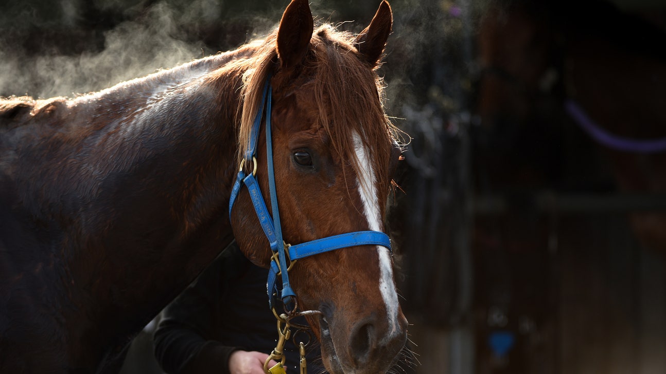 Why don't horses receive their own equestrian medals?
