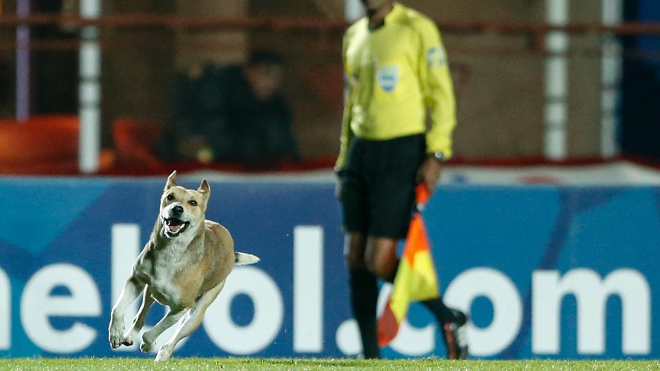 Watch the happiest dog ever invade the pitch during a match in Argentina