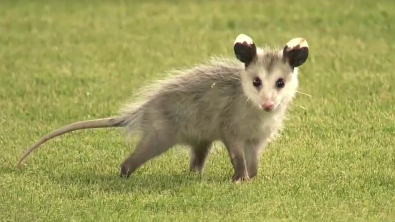 Rally possum interrupts LSU baseball game, sparks late comeback