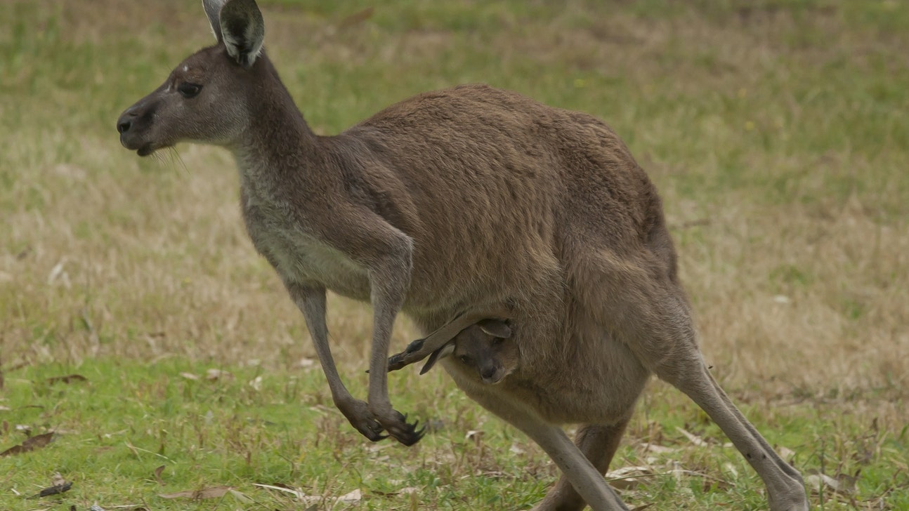 Furious kangaroo chases golfers on golf course