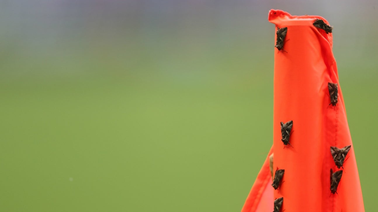 The Euro 2016 final was taken over by moths