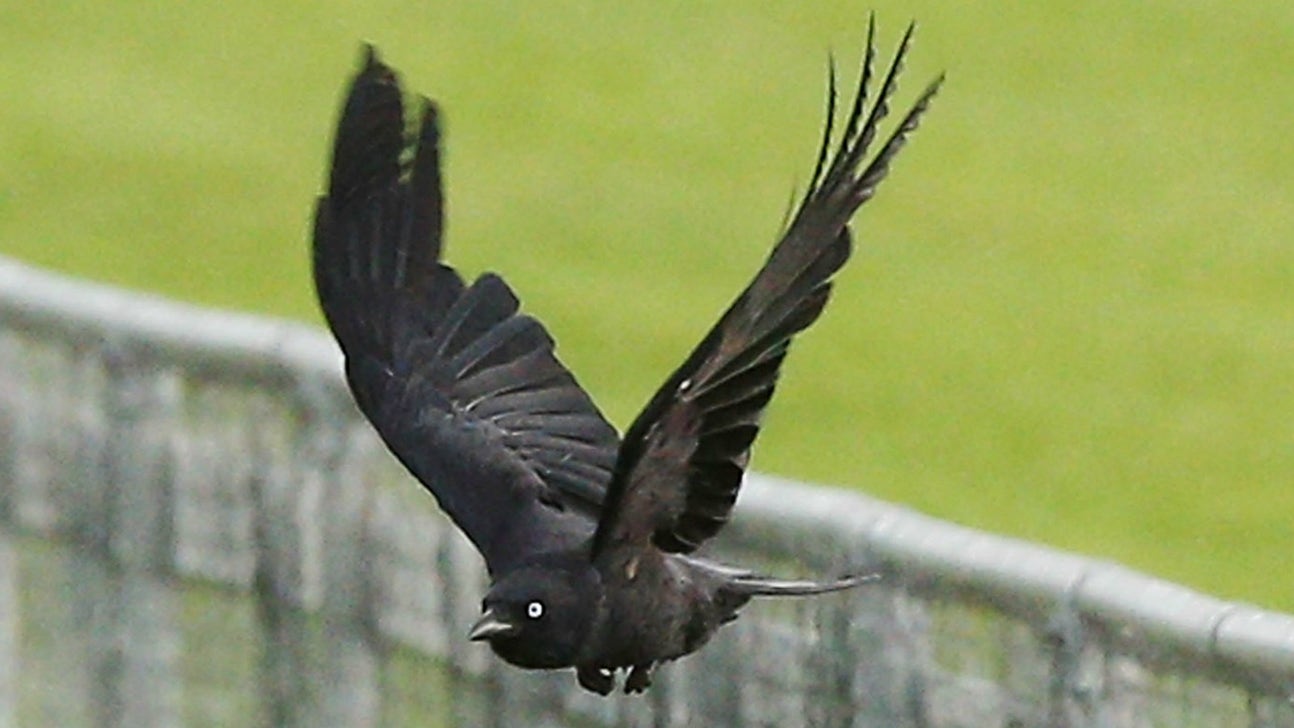 This crazy Marlins bet will result in a radio host eating a crow