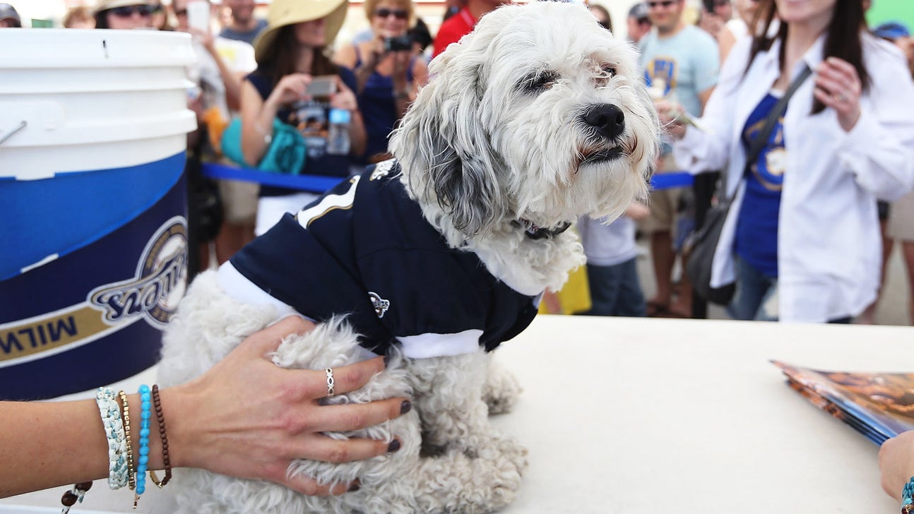 Brewers fans still can't get enough of Hank the Dog