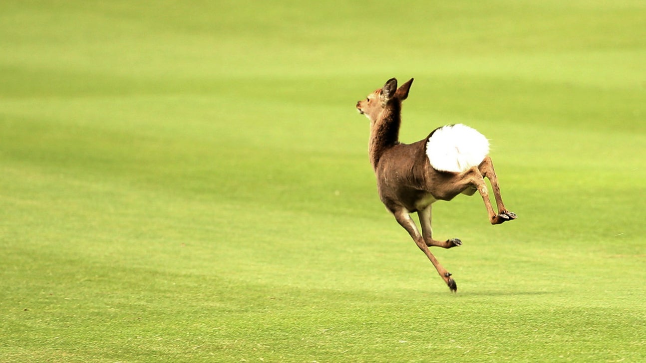 Rogue deer annihilates cross-country runner with a brutal open-field tackle