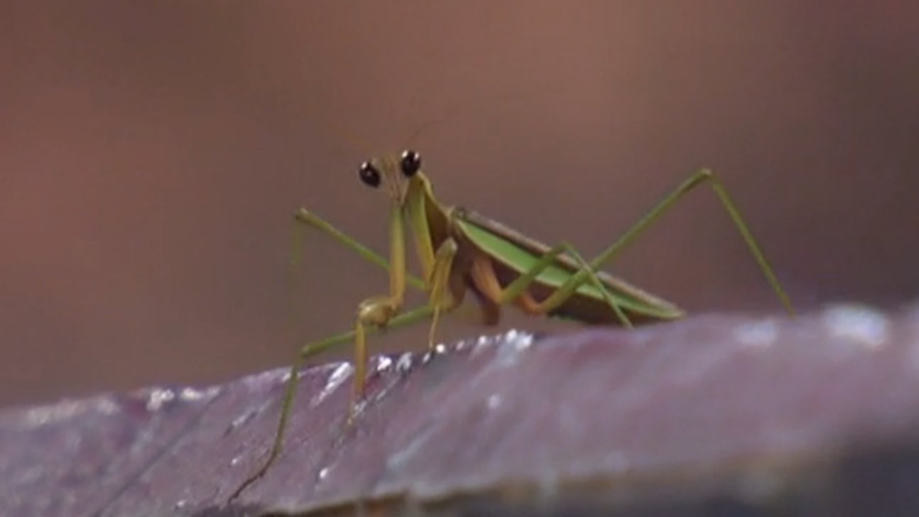 This praying mantis had the best seat at the Royals game