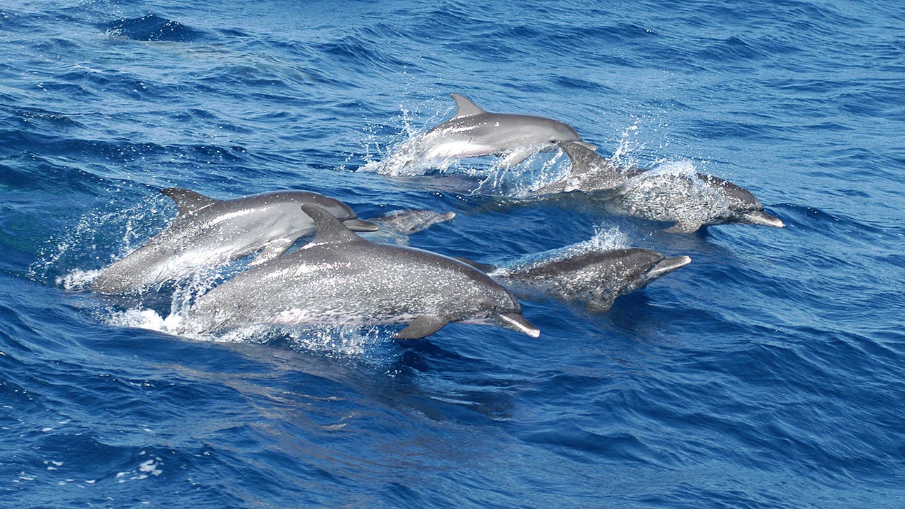 WATCH: Flipper the Dolphin, 5-0 in Orange Bowl picks, makes his prediction