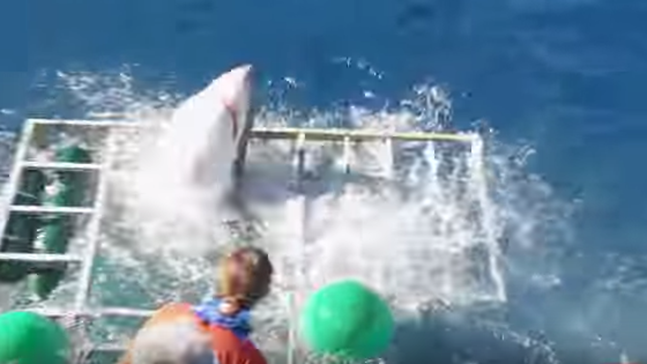 Watch a diver escape a cage that gets breached by a great white shark