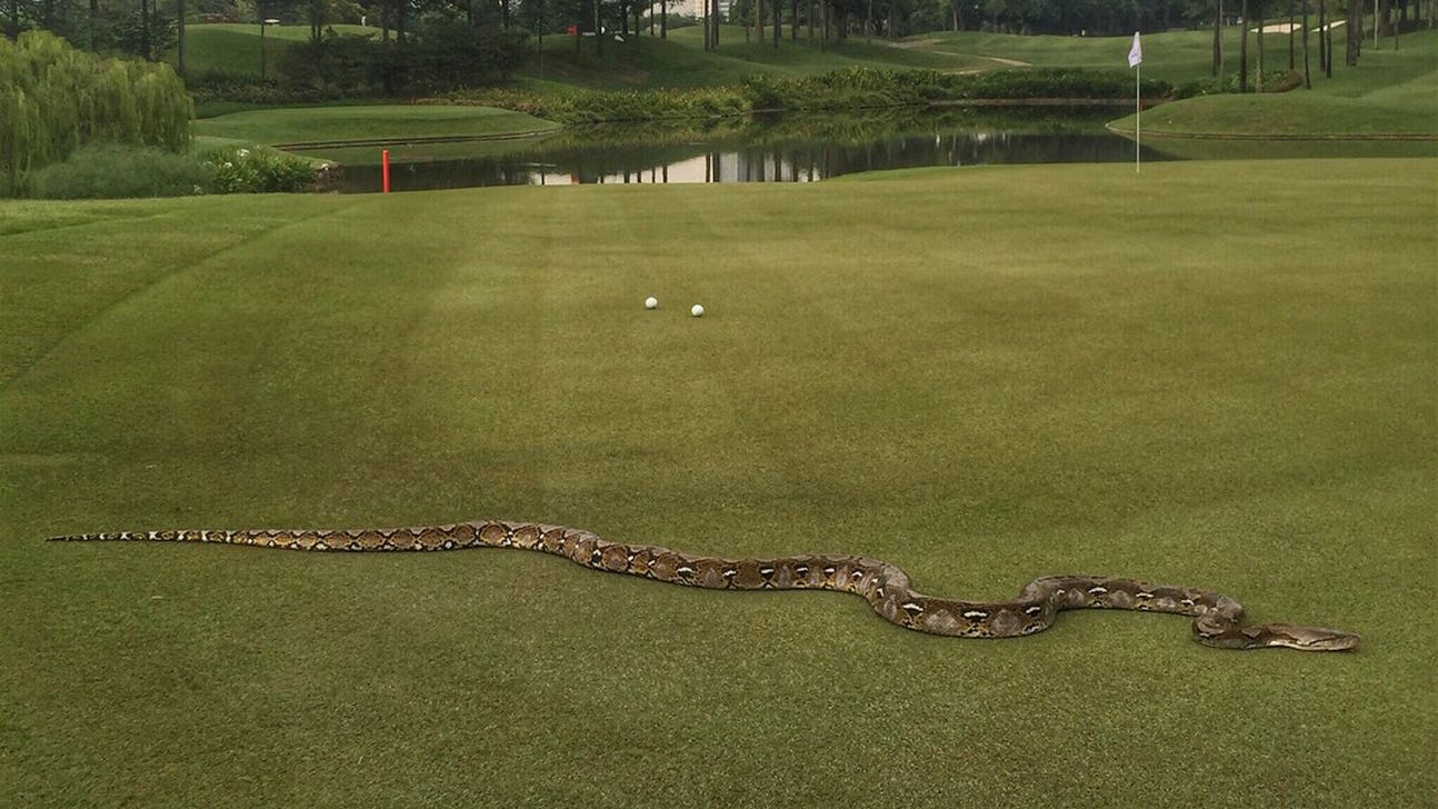 This six-foot python is the PGA Tour's newest terrifying hazard