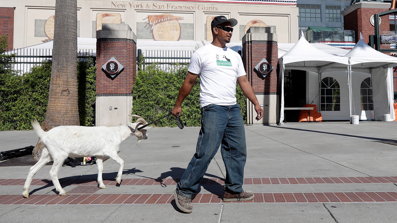 Multiple Giants fans tried, unsuccessfully, to curse the Cubs with goats