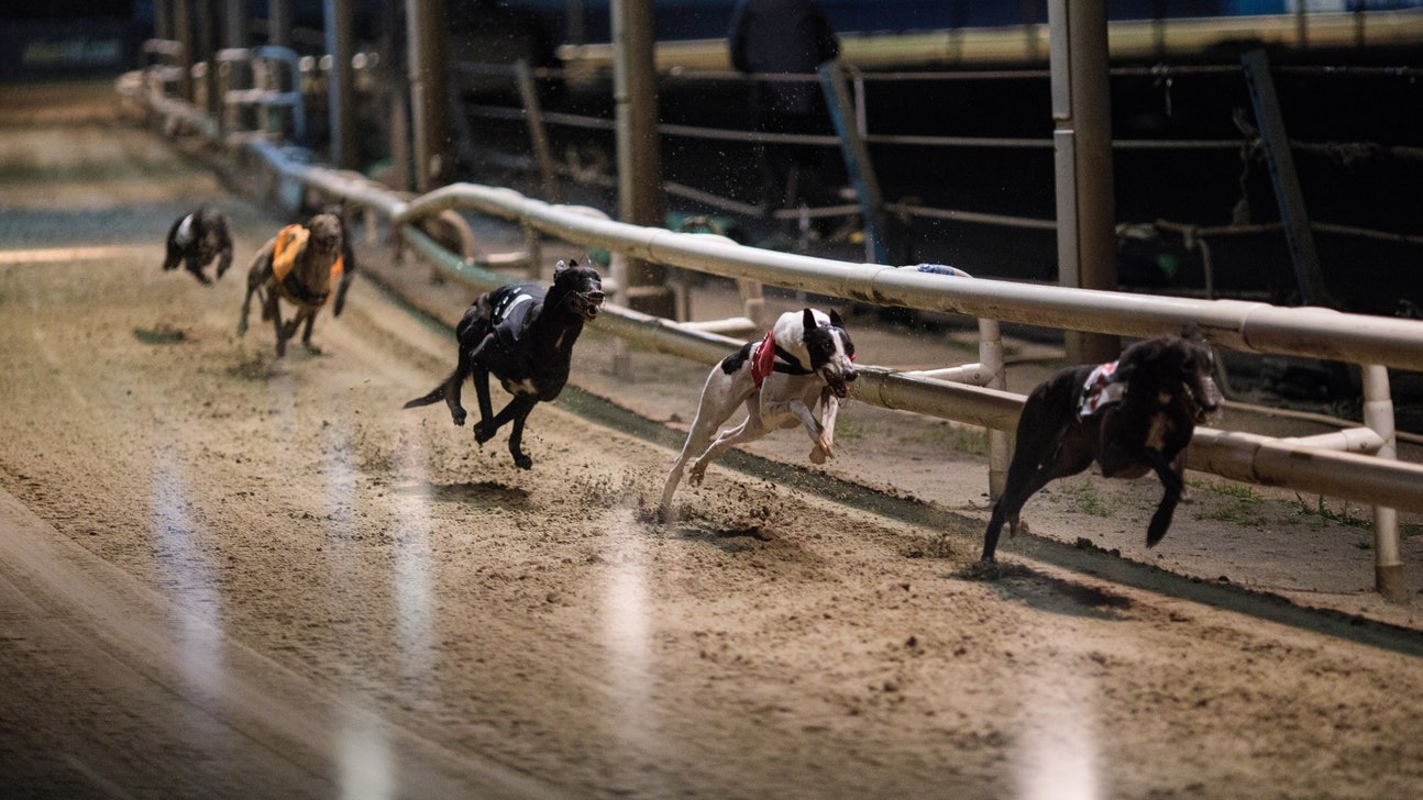 Florida dog trainer loses license after greyhounds test positive for cocaine