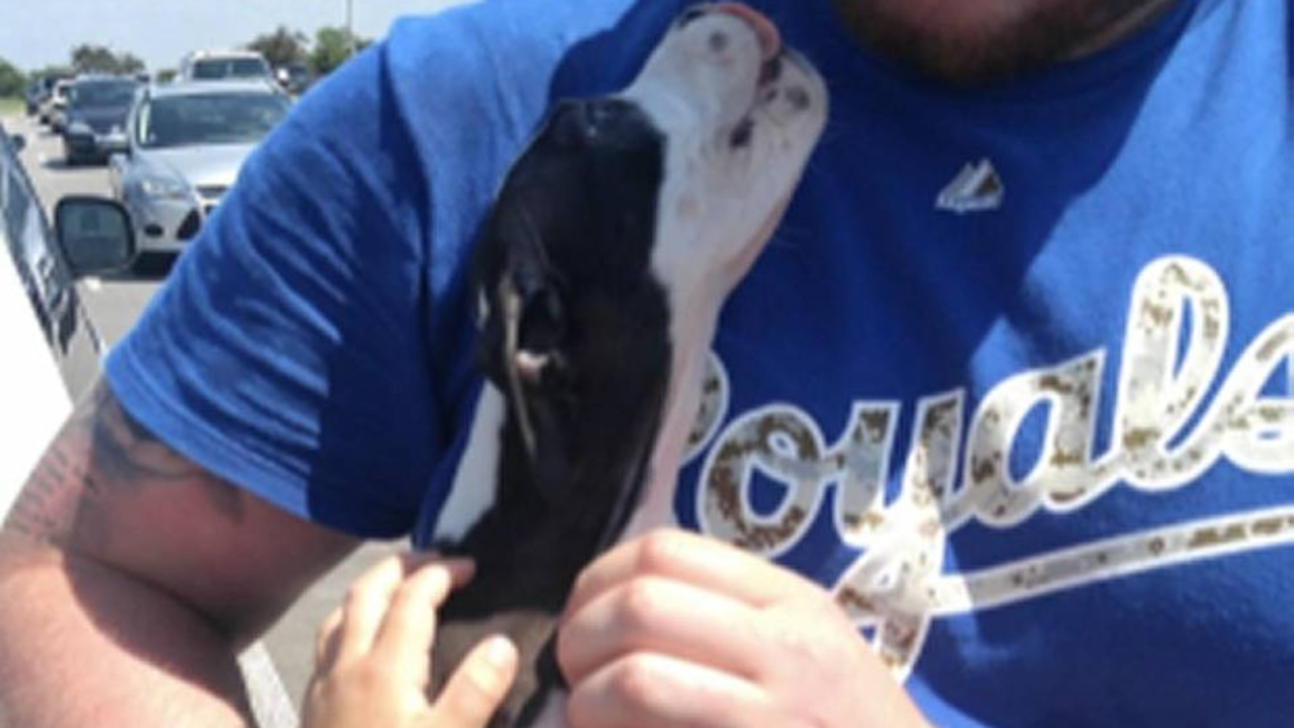 Royals fans rescued a puppy from a hot car outside Kauffman Stadium