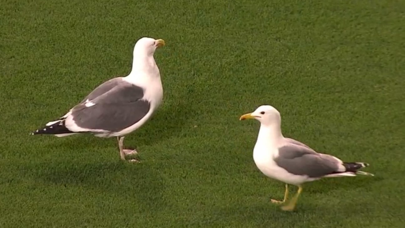 A giant flock of seagulls invaded the Diamondbacks-Giants game