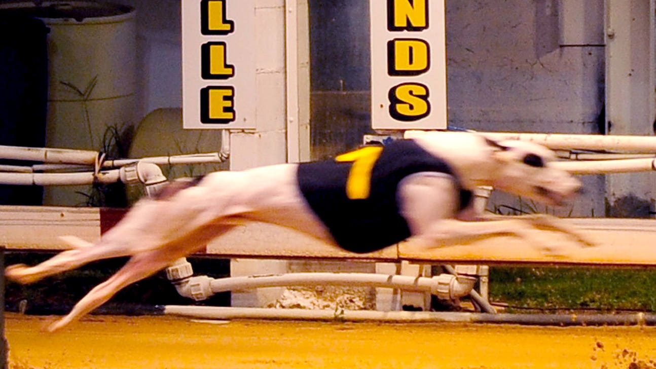 Australian greyhound racing in crisis over use of live prey in training