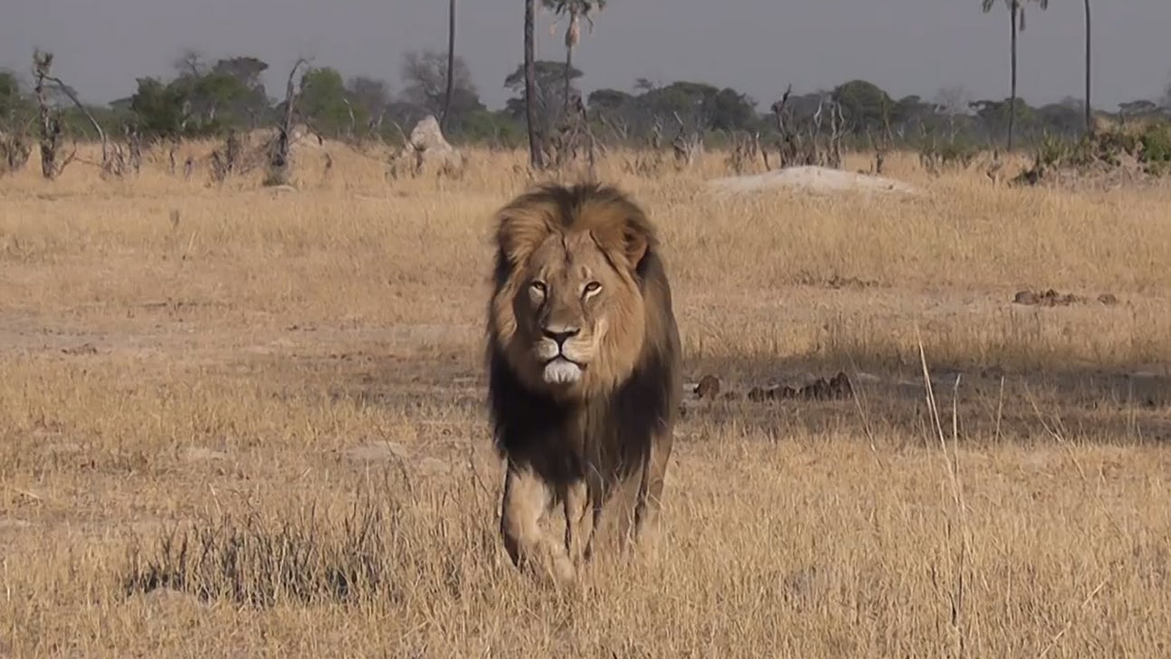 WATCH: Jimmy Kimmel crushes hunter who slaughtered famous African lion