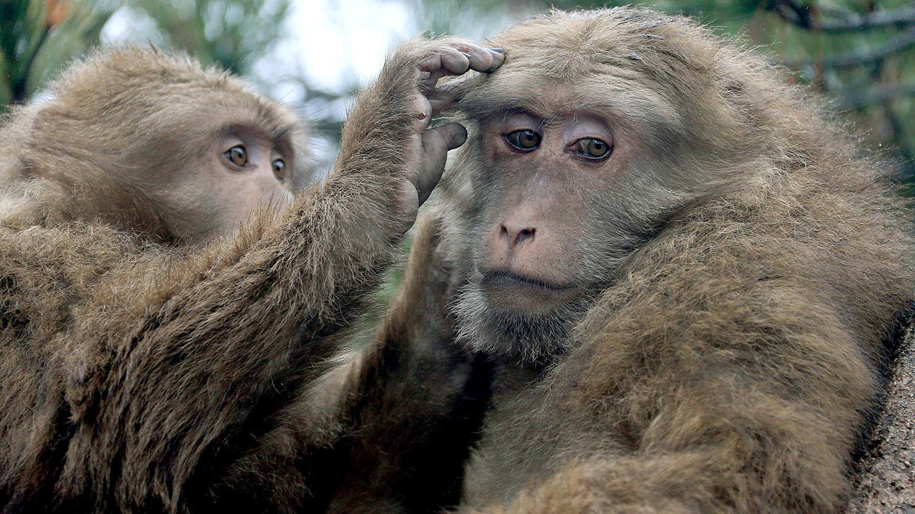 Court rules that monkey whose selfie went viral doesn't own rights to photo