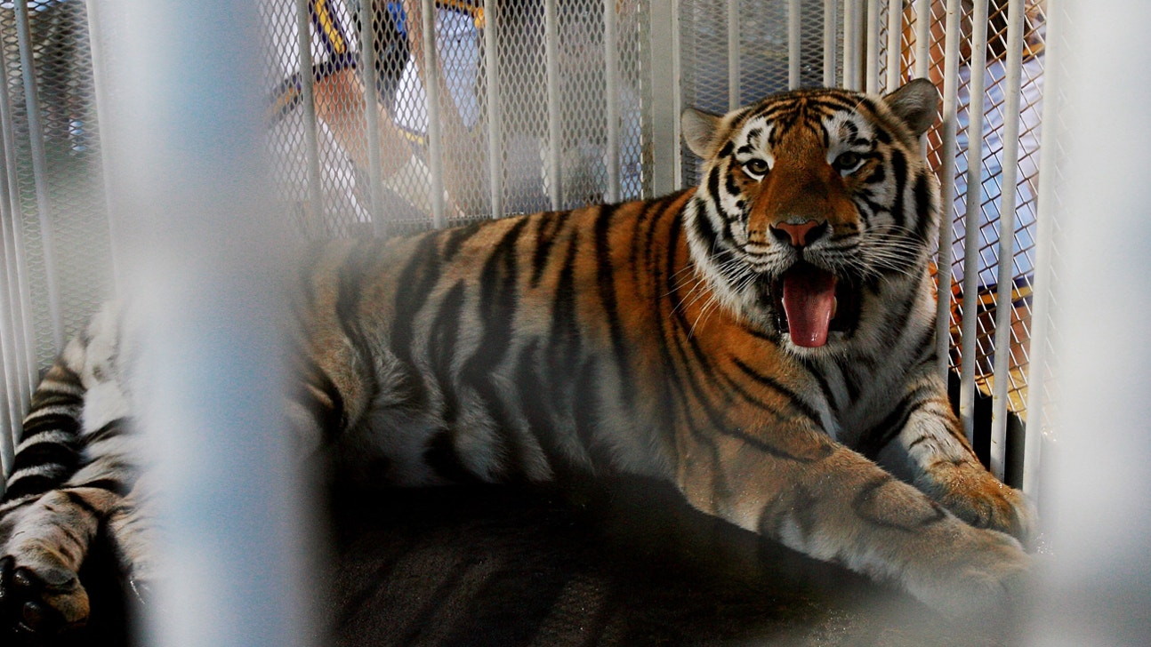 LSU getting its roar back? Florida tiger could be new mascot