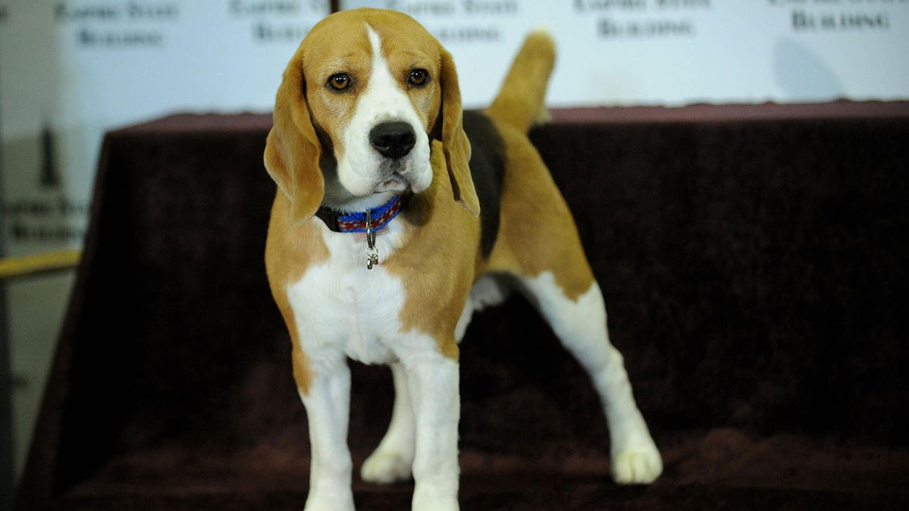 Westminster officials eject former champ Uno the beagle from the Garden