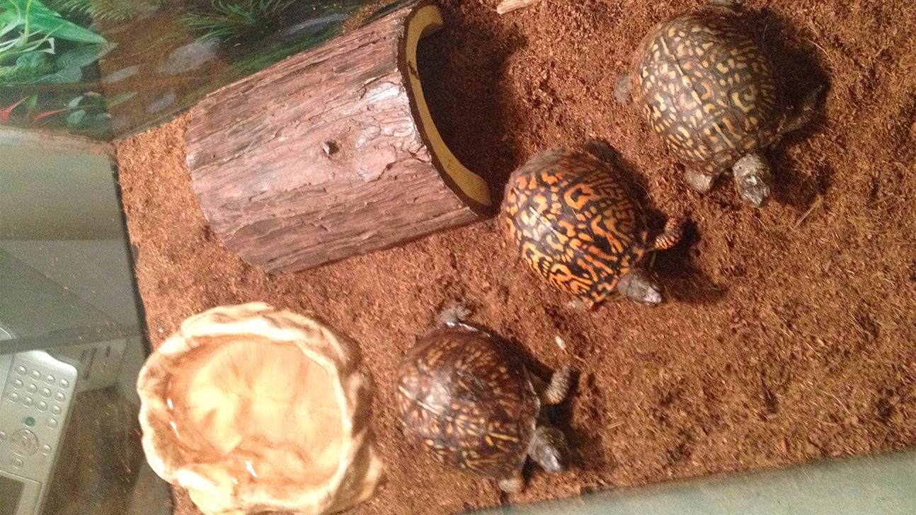 Nebraska's White III has strong connection to pet turtles