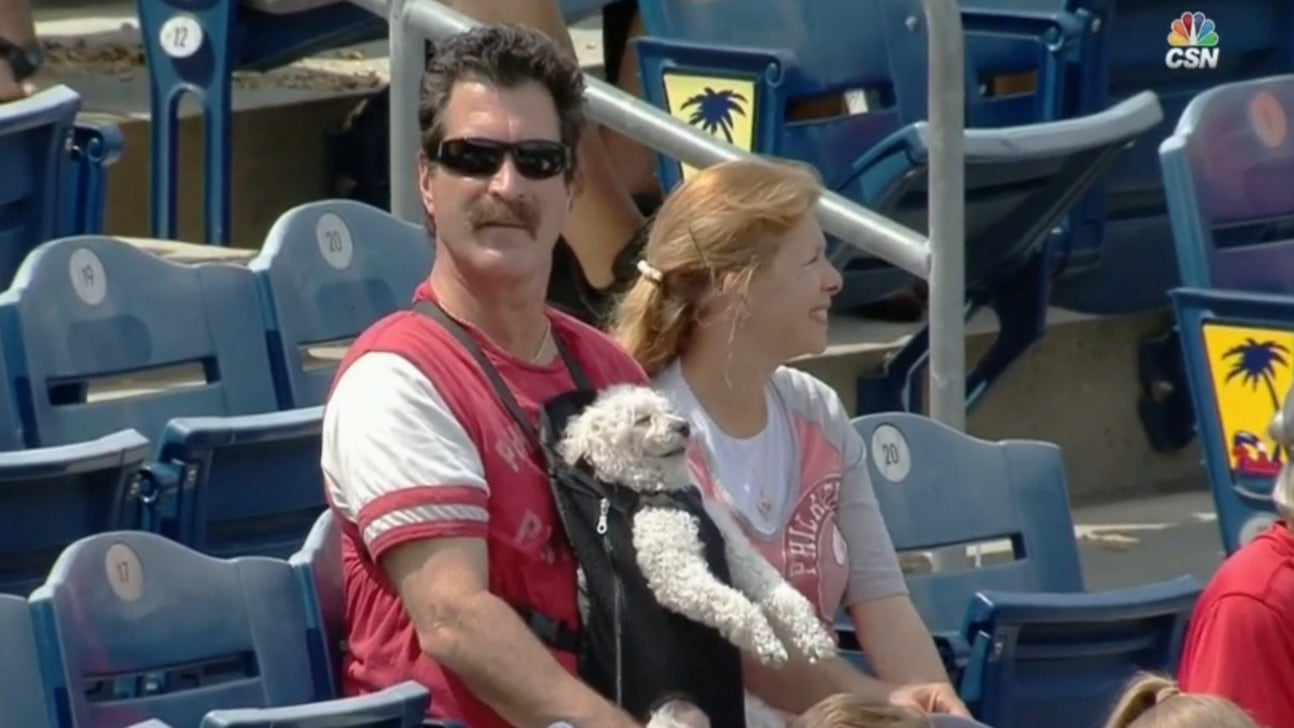 Look at this dog snoozing through a Phillies game in a baby carrier