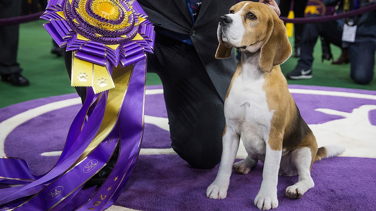 Move over, Snoopy: Soft-spoken beagle bags Westminster Best in Show
