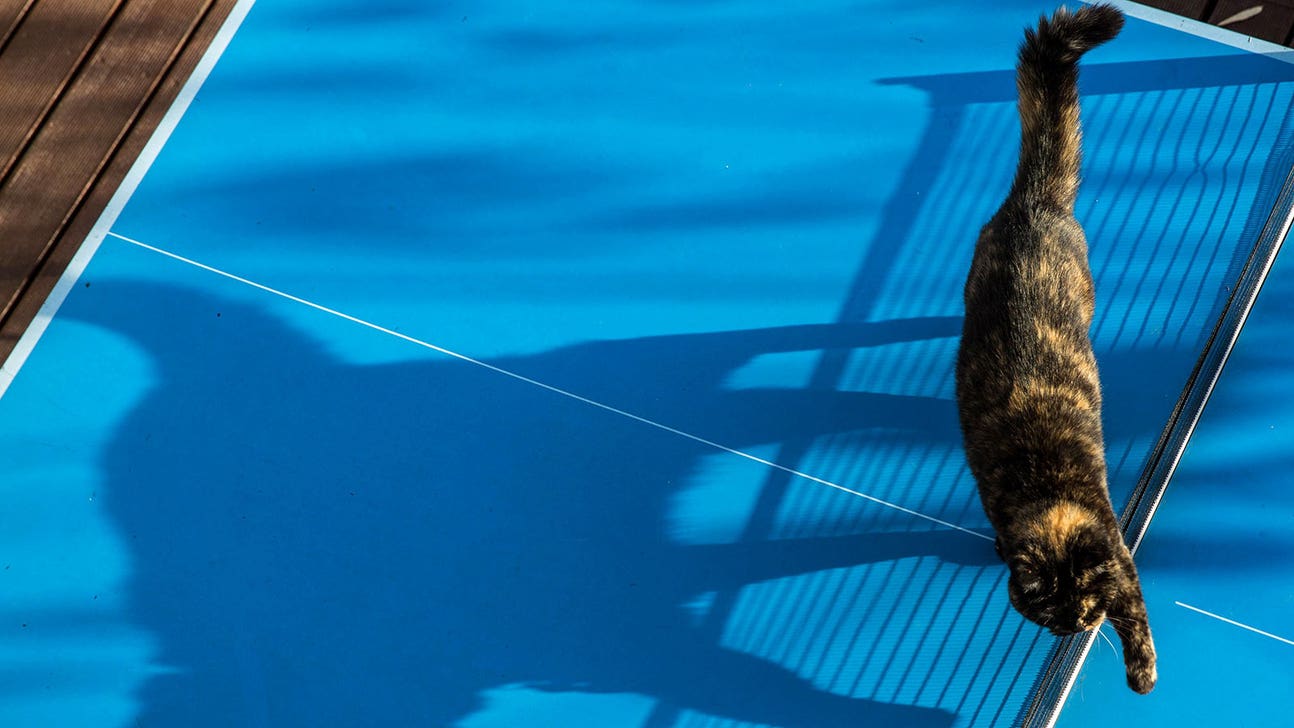 Cat disrupts WTA event in Qatar by wandering across the court