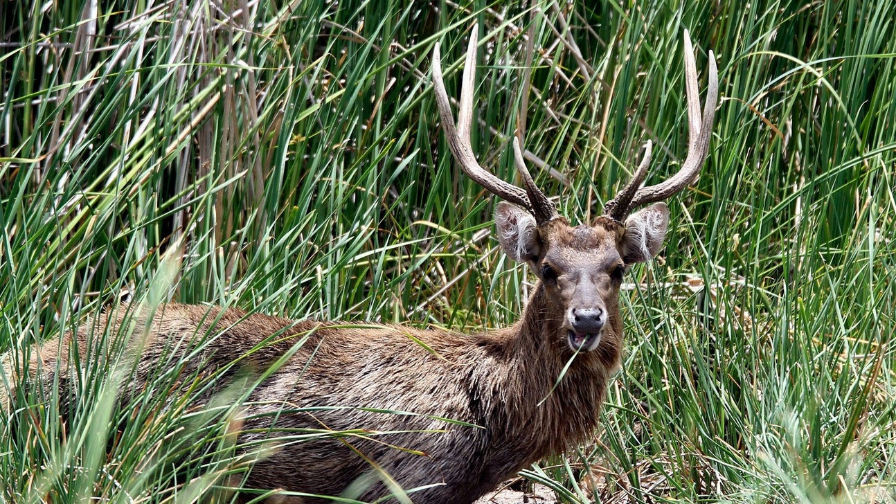 Hunter could make more than $100,000 from a big buck's antlers