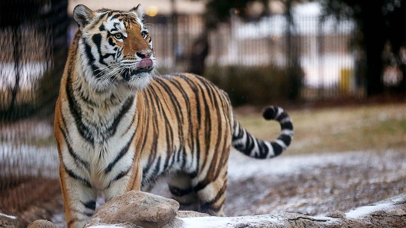 LSU's Mike the Tiger receives special cake for his 10th birthday