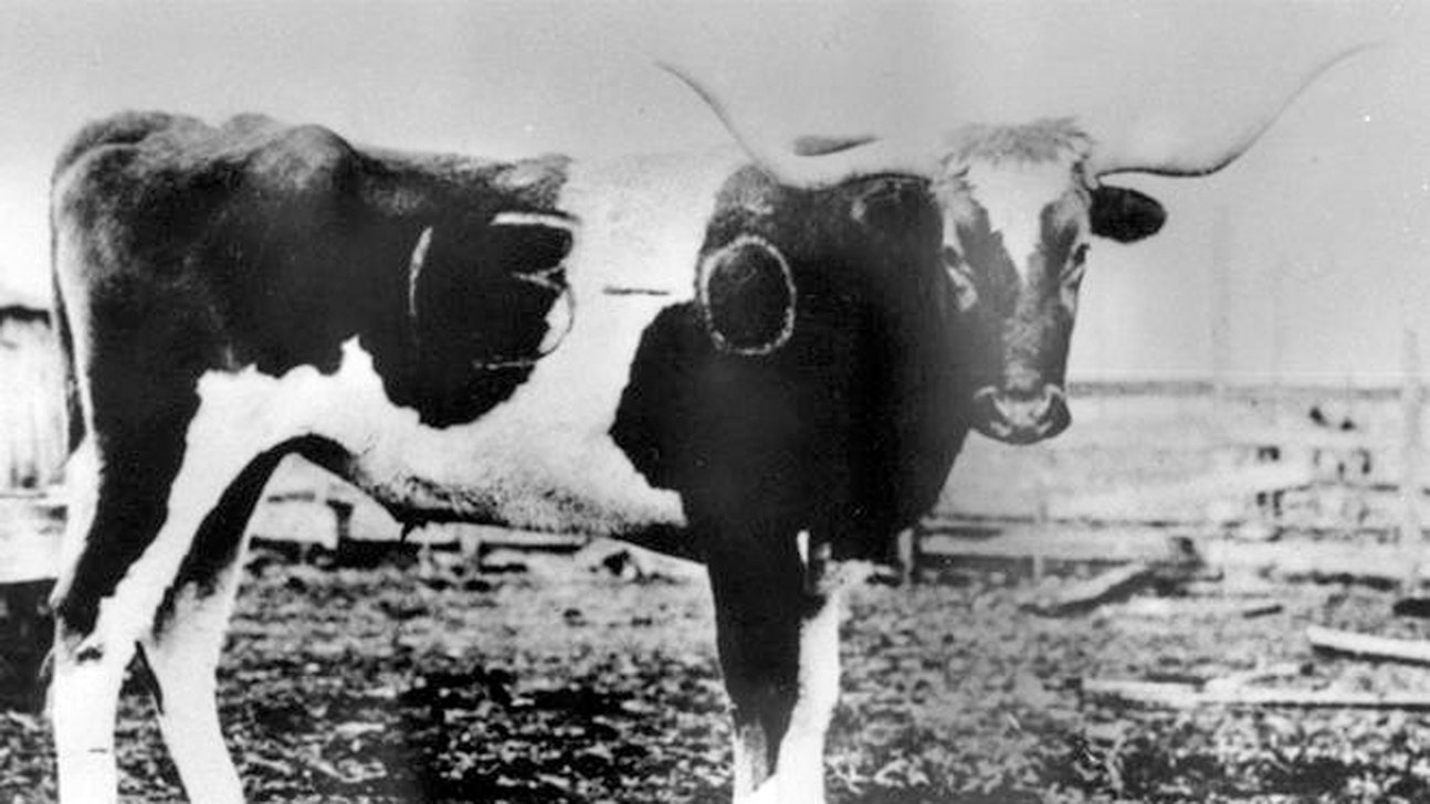 Unveiling the myth behind a branded BEVO