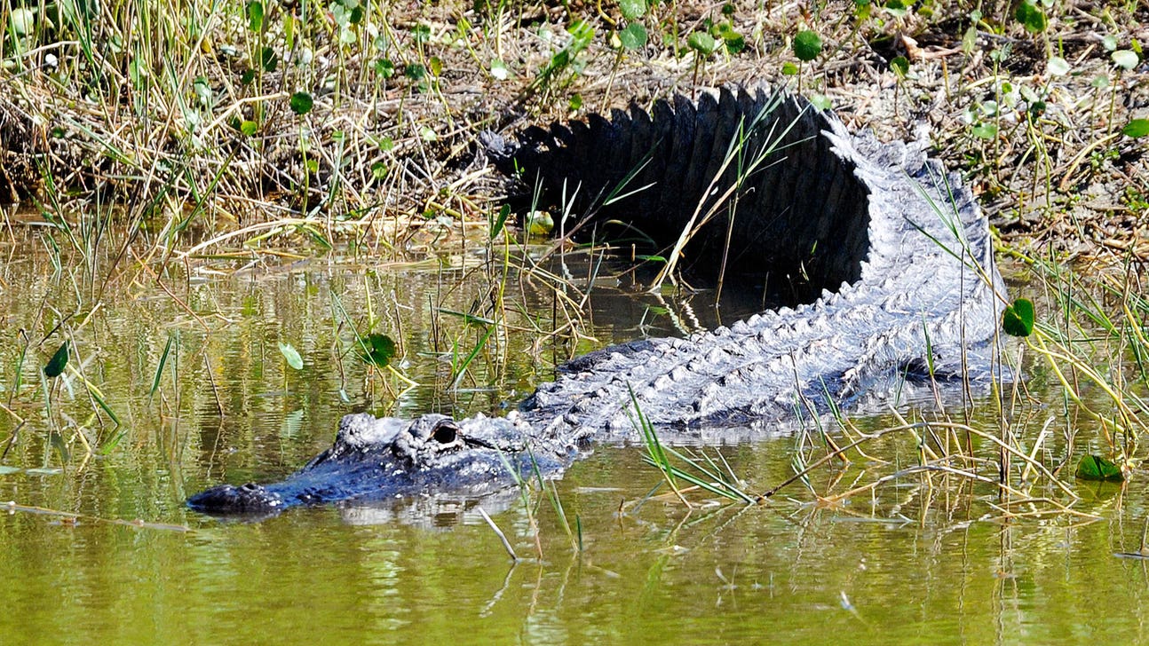 Watch as a golf course gator scares the bejeezus out of Senators' Erik Karlsson