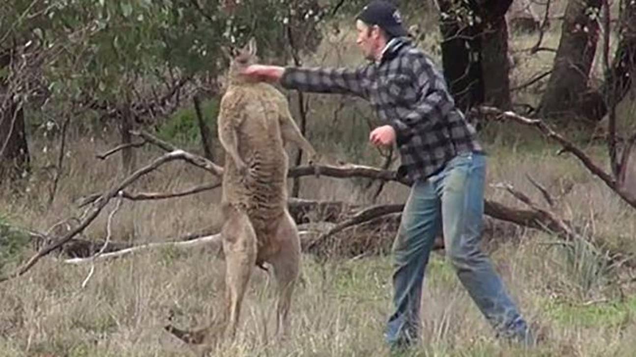 Giants use viral kangaroo boxing video as motivation against the Cowboys