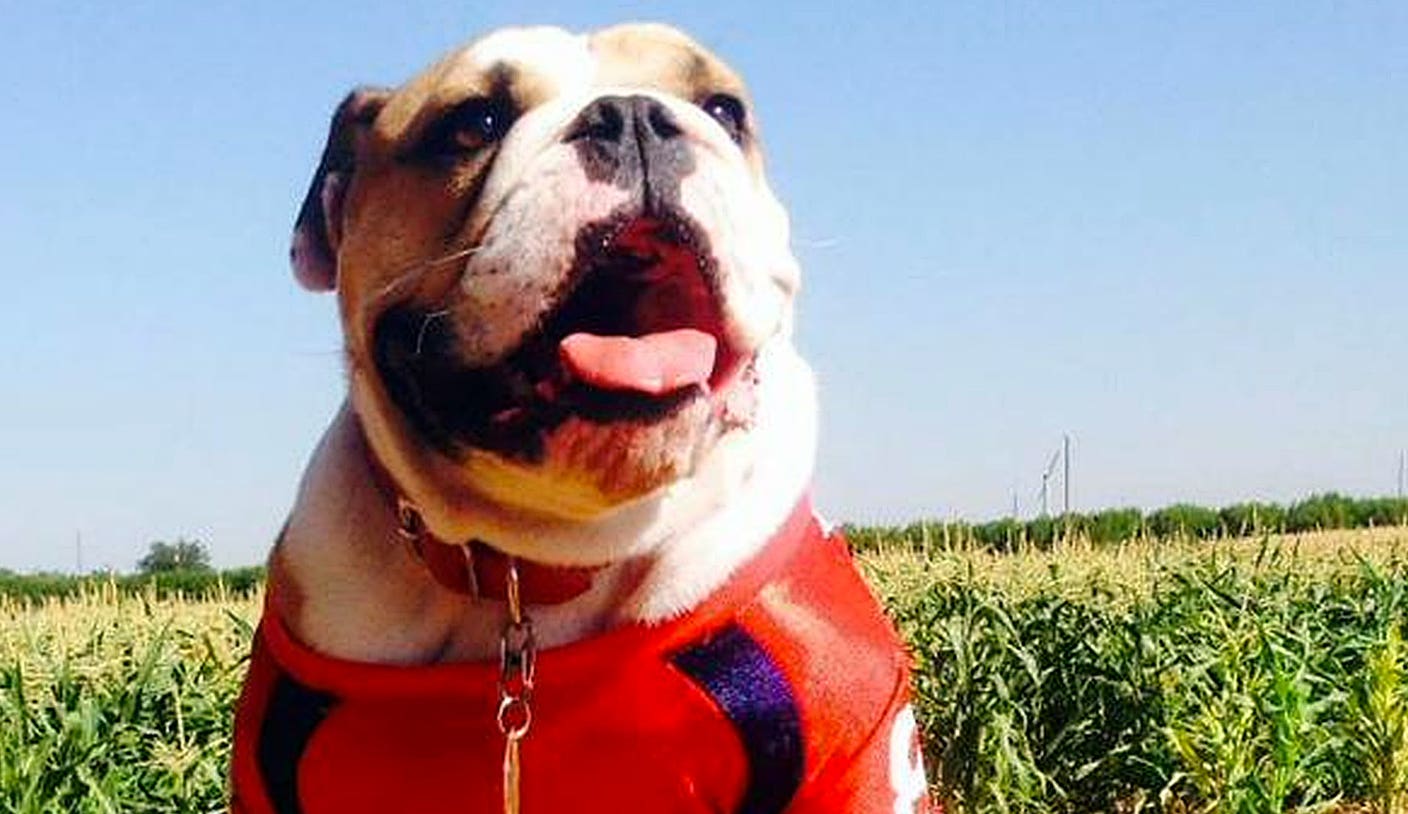 Fresno State's bulldog mascot passes away after bee sting