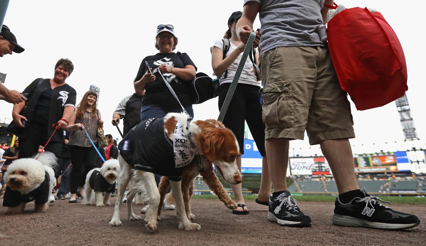 White Sox Dog 