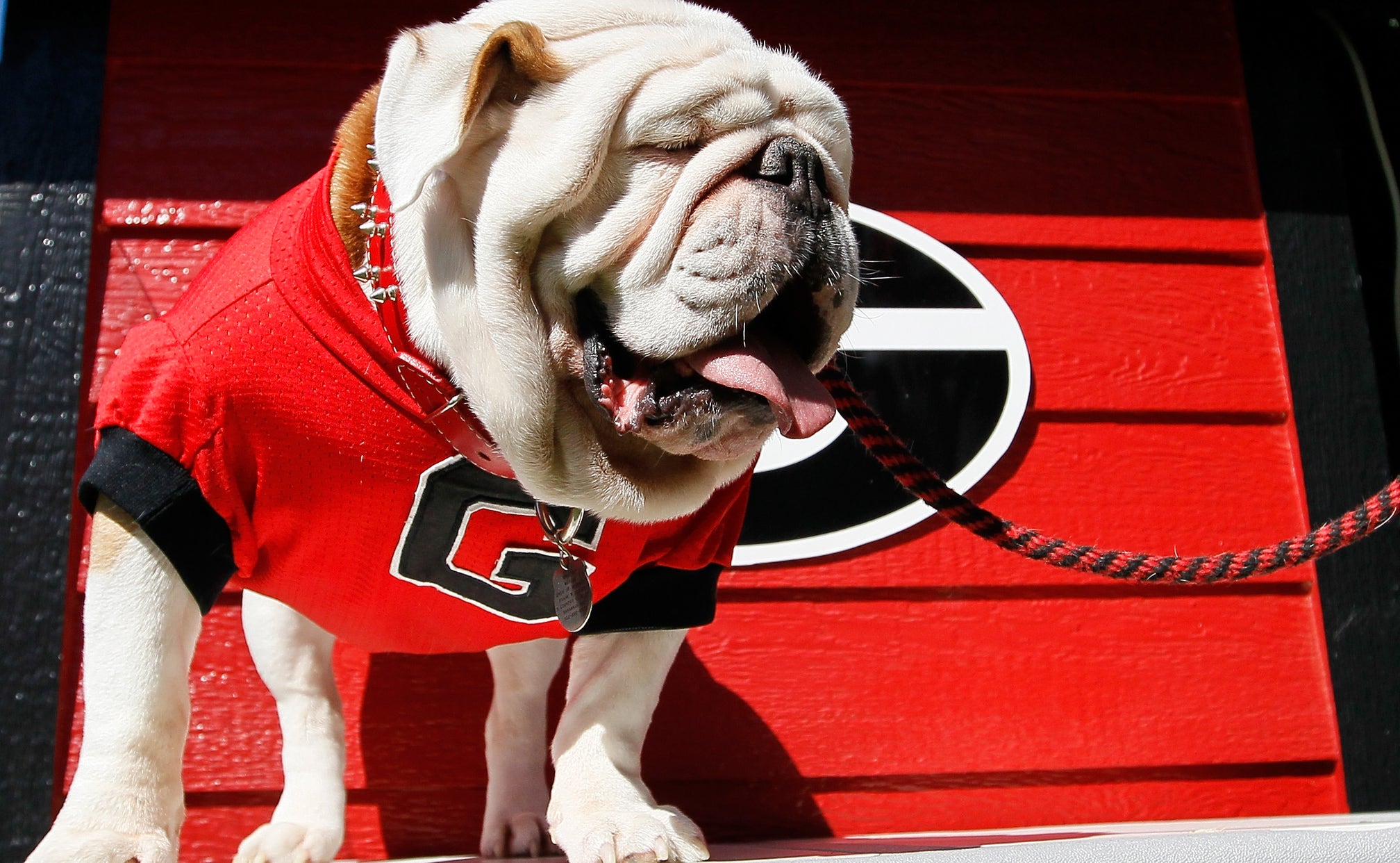 Why the Bulldogs are overrated FOX Sports