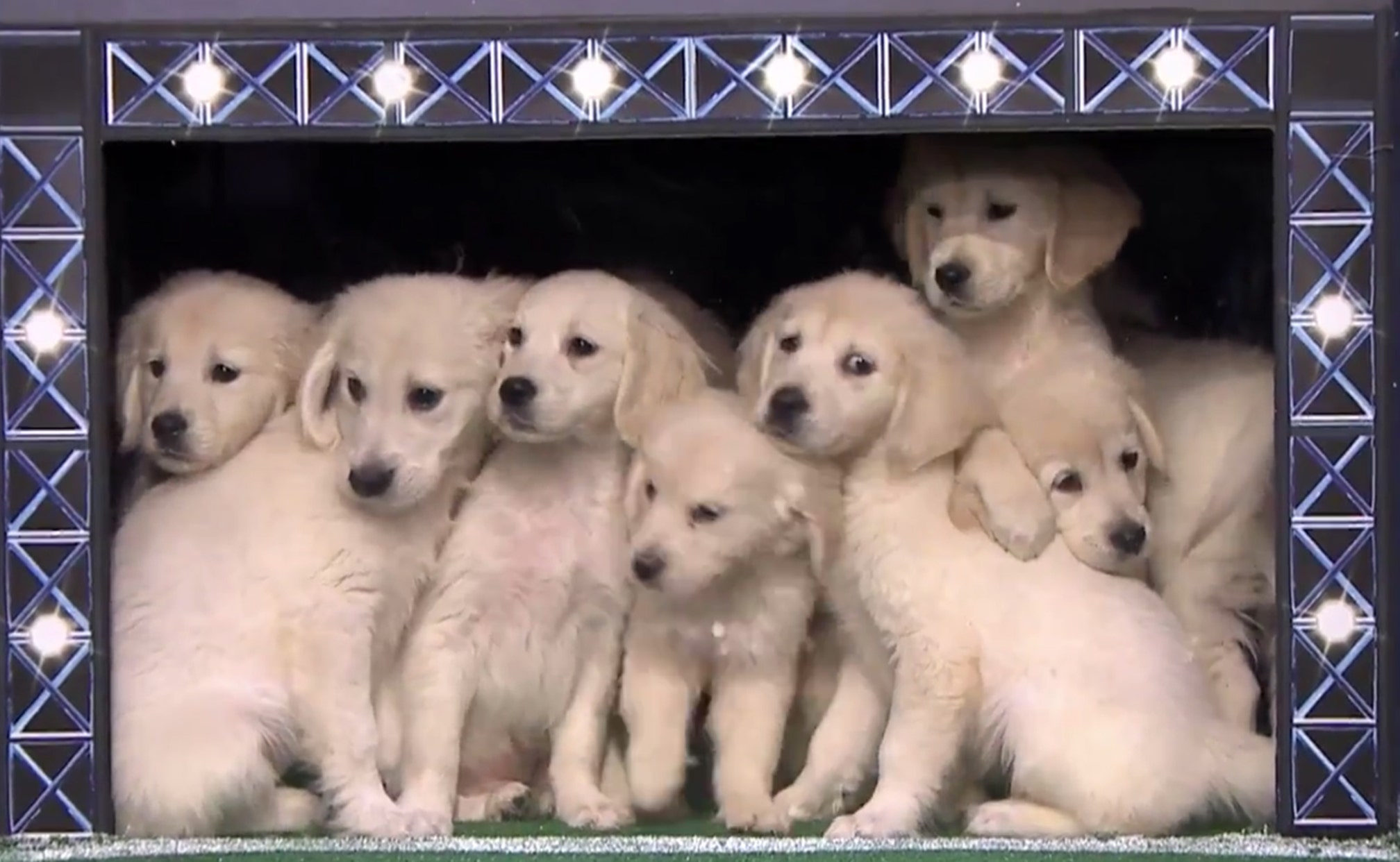 jimmy fallon puppies